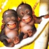 Happy-Monkey-Babies_1a