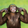 Chimp-Dont-Want-To-Hear-1