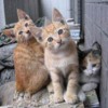 Kittens-Curious