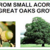 Great-Oaks-Grow-1a_Outline