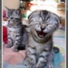Cats_Laugh-1