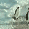 Penguins_Animated