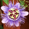 passionflowers_Growing_Passiflora