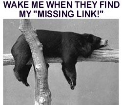 Bear-on-Branch_LINK