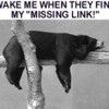 Bear-on-Branch_LINK