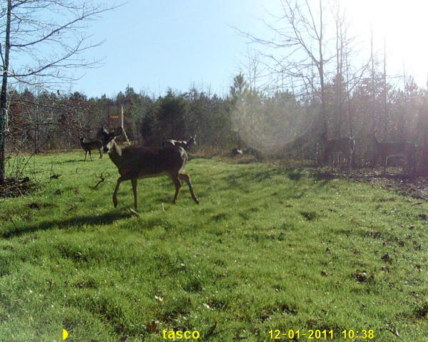 deer camera 005