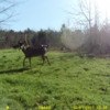 deer camera 005