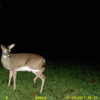 deer camera 003