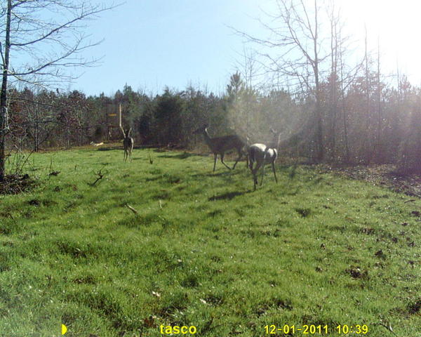 deer camera 006