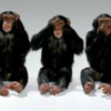 wildlife-monkeys-hear-no-evil-see-no-evil-speak-no-evil