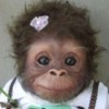 Ape Baby