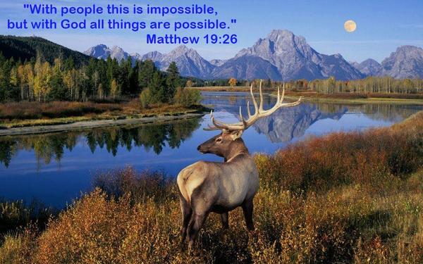 Matthew 19-26 - Elk and Beautiful Natural Setting