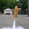 cat launch
