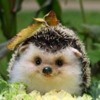 cute-hedgehog: Happy Hedgehog