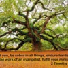 2 Timothy 4-5 - Oldest Tree