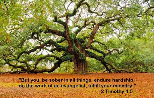 2 Timothy 4-5 - Oldest Tree