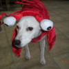 DSCN1498: This is my dog, Jimmie Lou, dressed as a lobster for Halloween.