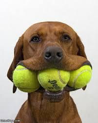 dog with tennis balls