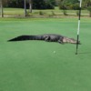 alligator-on-golf-course-2jpg-3176ff1ebe4c4899