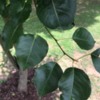 mceclip0: Fruit tree leaves