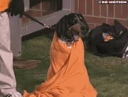 Image result for gif dejected tennessee fan